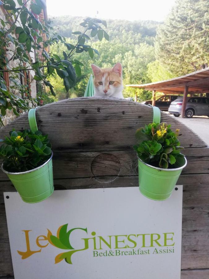 Le Ginestre Guesthouse Ассізі Екстер'єр фото